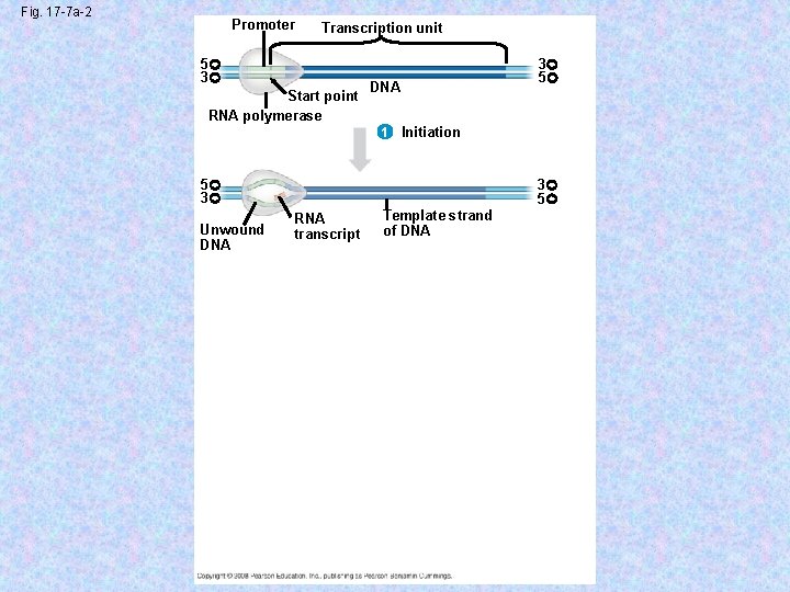 Fig. 17 -7 a-2 Promoter Transcription unit 5 3 Start point RNA polymerase 3