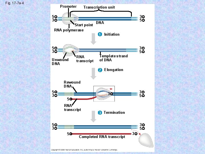 Fig. 17 -7 a-4 Promoter Transcription unit 5 3 Start point RNA polymerase 3
