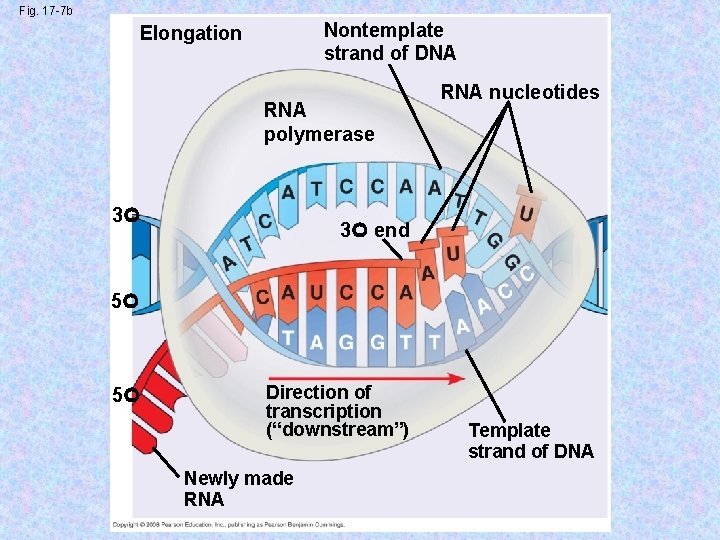 Fig. 17 -7 b Nontemplate strand of DNA Elongation RNA polymerase 3 RNA nucleotides