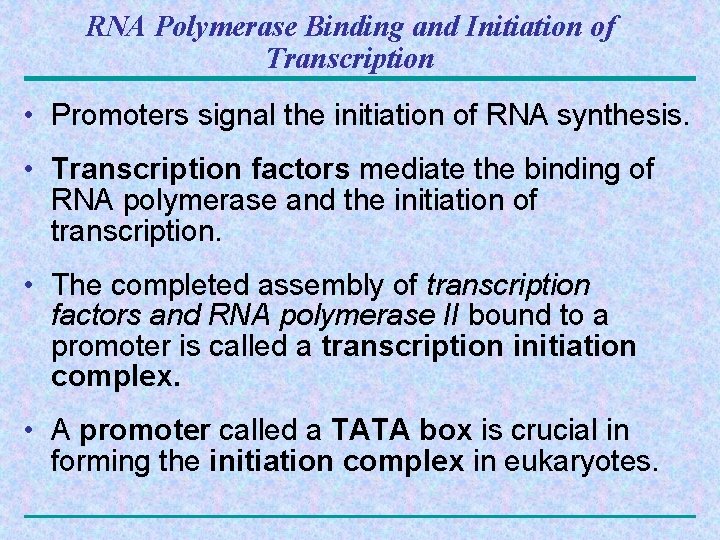 RNA Polymerase Binding and Initiation of Transcription • Promoters signal the initiation of RNA