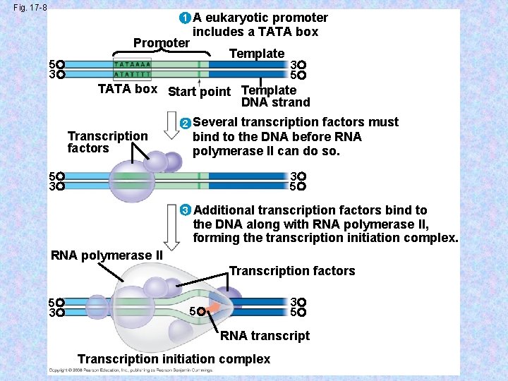 Fig. 17 -8 1 Promoter A eukaryotic promoter includes a TATA box Template 5