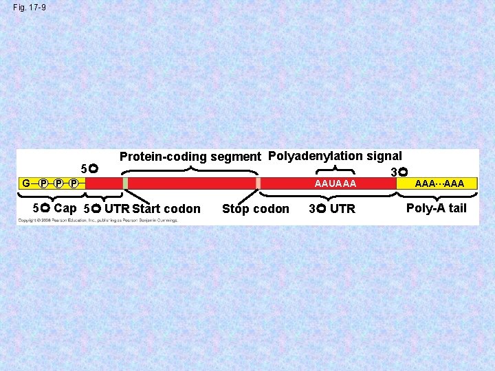 Fig. 17 -9 5 G P Protein-coding segment Polyadenylation signal 3 5 Cap 5