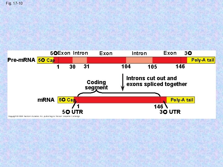 Fig. 17 -10 5 Exon Intron 3 Pre-m. RNA 5 Cap Poly-A tail 1