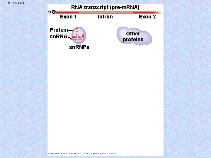 Fig. 17 -11 -1 5 RNA transcript (pre-m. RNA) Exon 1 Protein sn. RNA