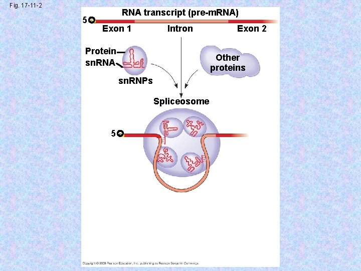 Fig. 17 -11 -2 5 RNA transcript (pre-m. RNA) Exon 1 Intron Protein sn.