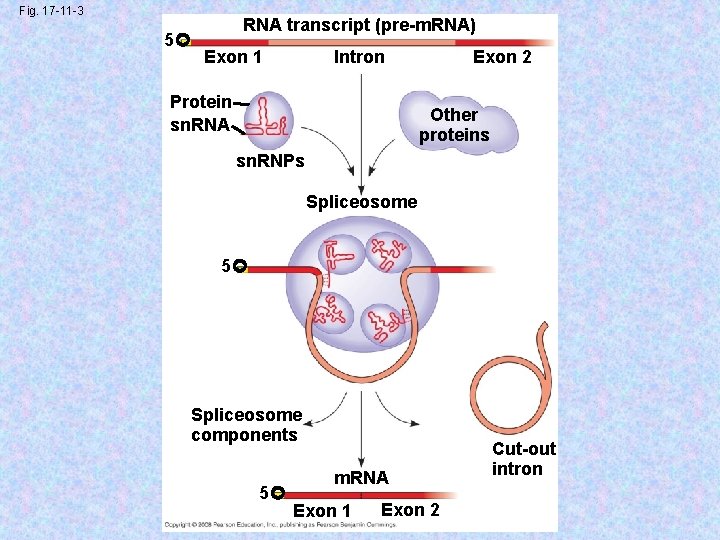 Fig. 17 -11 -3 5 RNA transcript (pre-m. RNA) Exon 1 Intron Protein sn.