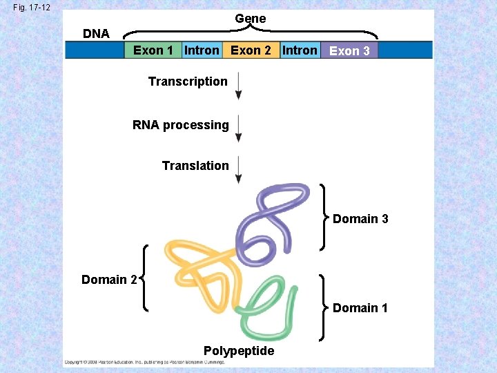 Fig. 17 -12 Gene DNA Exon 1 Intron Exon 2 Intron Exon 3 Transcription