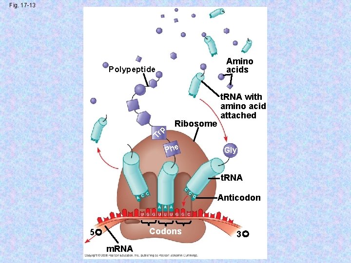 Fig. 17 -13 Amino acids Polypeptide Tr p Ribosome t. RNA with amino acid