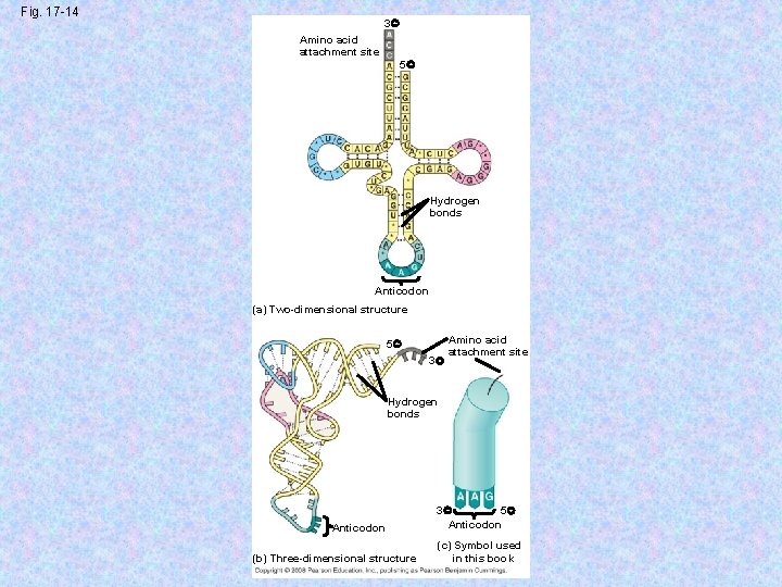 Fig. 17 -14 3 Amino acid attachment site 5 Hydrogen bonds Anticodon (a) Two-dimensional