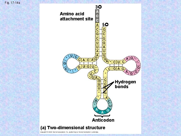 Fig. 17 -14 a 3 Amino acid attachment site 5 Hydrogen bonds Anticodon (a)