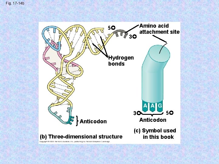 Fig. 17 -14 b 5 3 Amino acid attachment site Hydrogen bonds Anticodon (b)