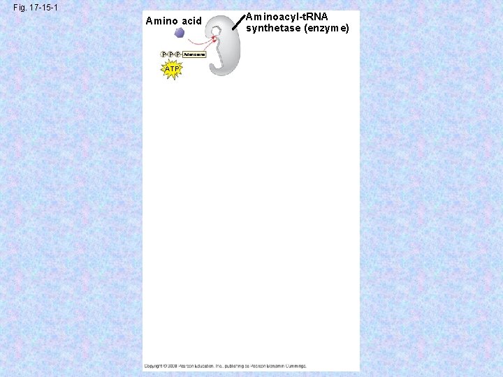 Fig. 17 -15 -1 Amino acid P P P ATP Adenosine Aminoacyl-t. RNA synthetase