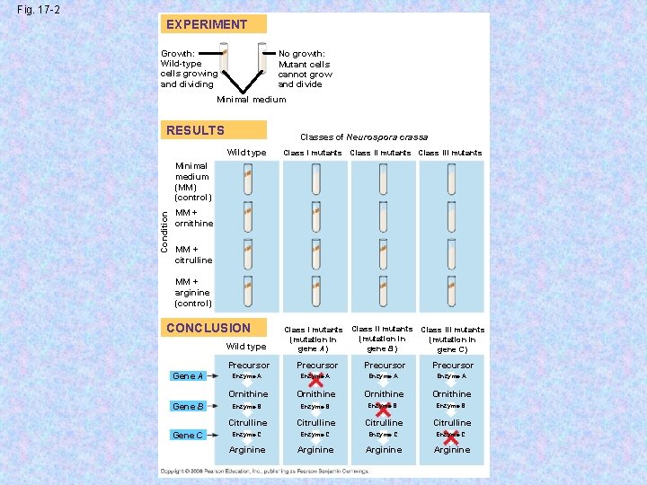 Fig. 17 -2 EXPERIMENT No growth: Mutant cells cannot grow and divide Growth: Wild-type