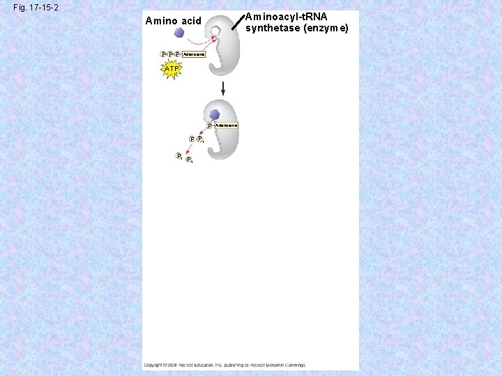 Fig. 17 -15 -2 Aminoacyl-t. RNA synthetase (enzyme) Amino acid P P P Adenosine