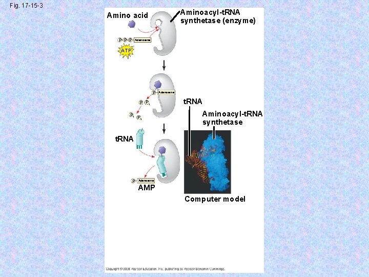 Fig. 17 -15 -3 Aminoacyl-t. RNA synthetase (enzyme) Amino acid P P P Adenosine