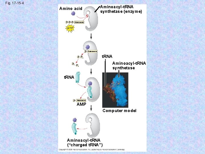 Fig. 17 -15 -4 Aminoacyl-t. RNA synthetase (enzyme) Amino acid P P P Adenosine
