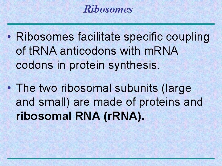 Ribosomes • Ribosomes facilitate specific coupling of t. RNA anticodons with m. RNA codons