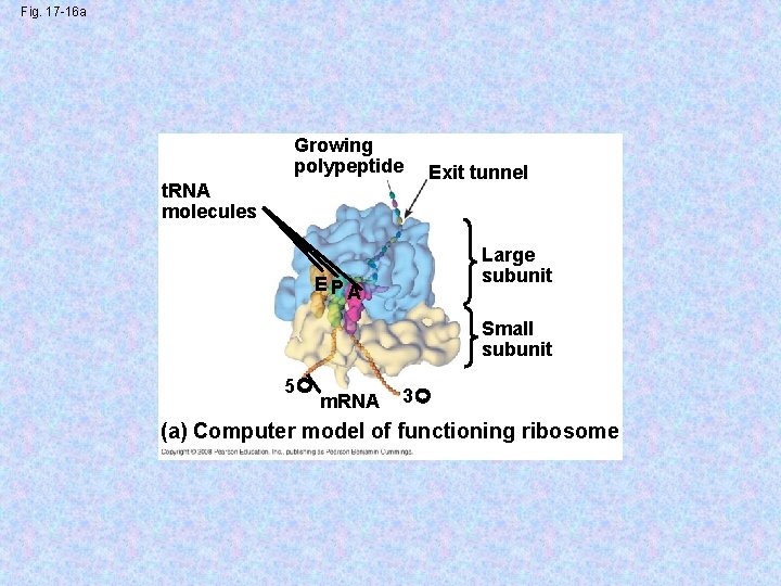 Fig. 17 -16 a Growing polypeptide t. RNA molecules Exit tunnel Large subunit E