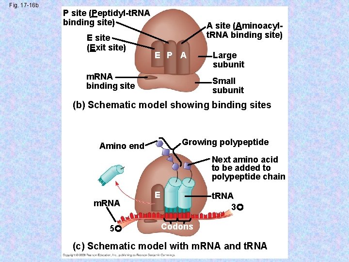 Fig. 17 -16 b P site (Peptidyl-t. RNA binding site) E site (Exit site)