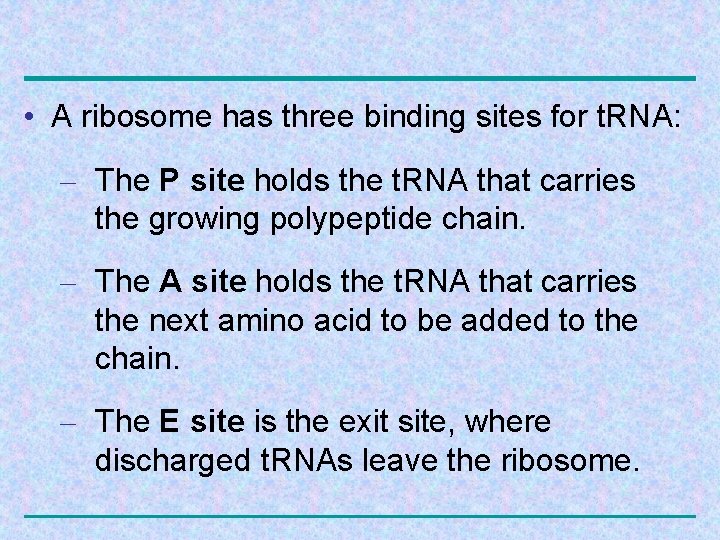  • A ribosome has three binding sites for t. RNA: – The P