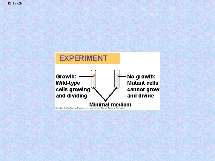 Fig. 17 -2 a EXPERIMENT Growth: Wild-type cells growing and dividing No growth: Mutant