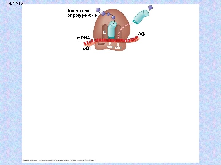 Fig. 17 -18 -1 Amino end of polypeptide E 3 m. RNA 5 P