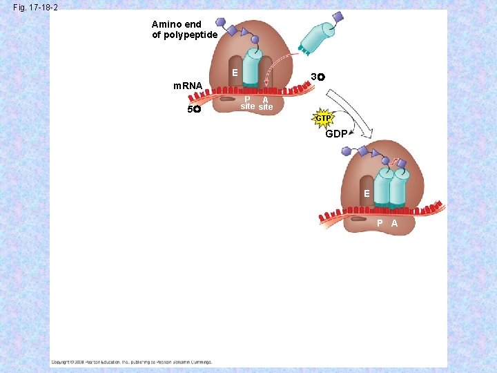 Fig. 17 -18 -2 Amino end of polypeptide E 3 m. RNA 5 P