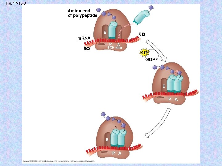 Fig. 17 -18 -3 Amino end of polypeptide E 3 m. RNA 5 P