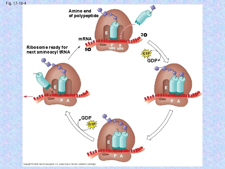 Fig. 17 -18 -4 Amino end of polypeptide E 3 m. RNA Ribosome ready