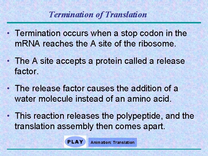 Termination of Translation • Termination occurs when a stop codon in the m. RNA
