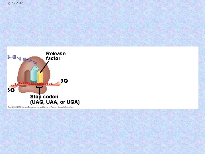 Fig. 17 -19 -1 Release factor 3 5 Stop codon (UAG, UAA, or UGA)