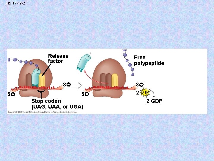 Fig. 17 -19 -2 Release factor Free polypeptide 3 5 5 Stop codon (UAG,