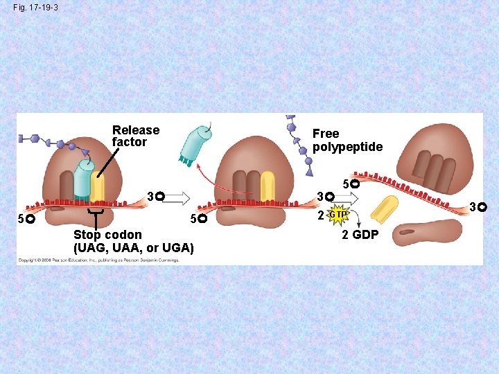 Fig. 17 -19 -3 Release factor Free polypeptide 5 3 5 5 Stop codon