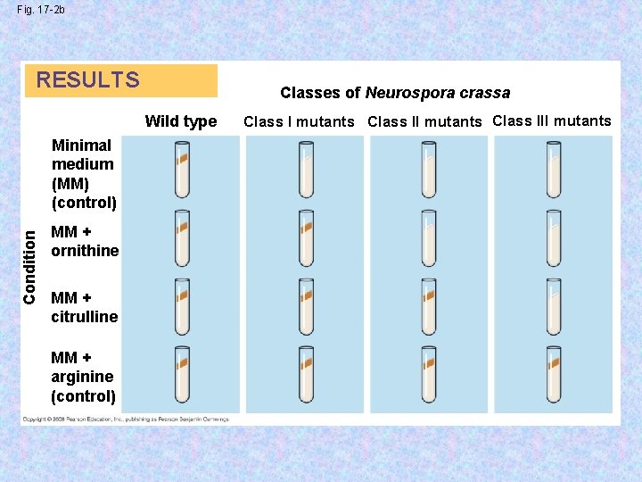 Fig. 17 -2 b RESULTS Classes of Neurospora crassa Wild type Condition Minimal medium