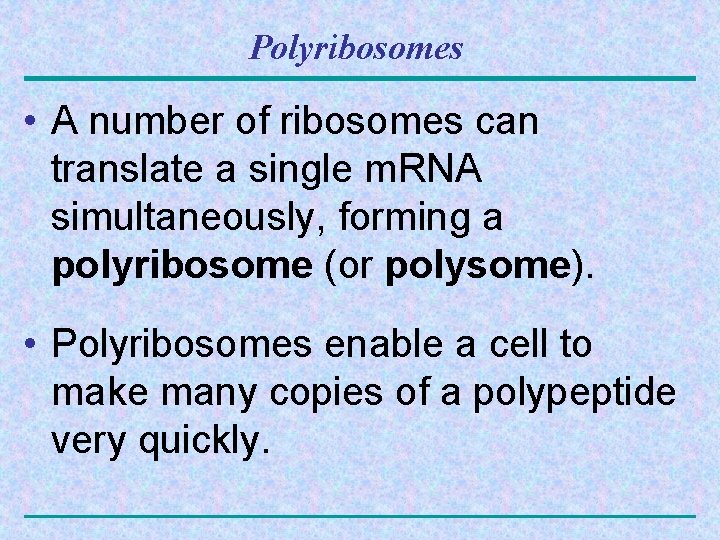 Polyribosomes • A number of ribosomes can translate a single m. RNA simultaneously, forming