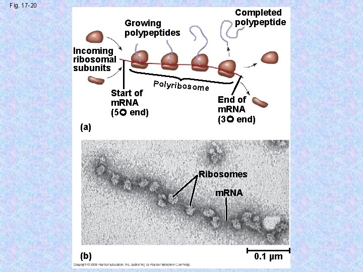 Fig. 17 -20 Completed polypeptide Growing polypeptides Incoming ribosomal subunits Start of m. RNA