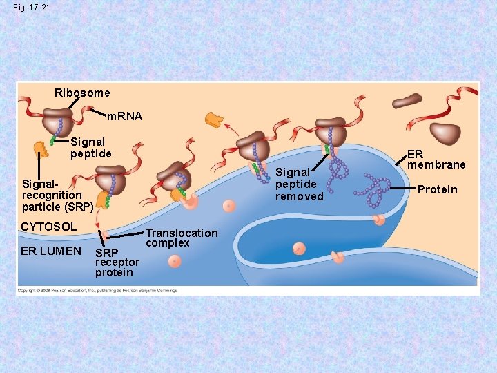 Fig. 17 -21 Ribosome m. RNA Signal peptide removed Signalrecognition particle (SRP) CYTOSOL ER