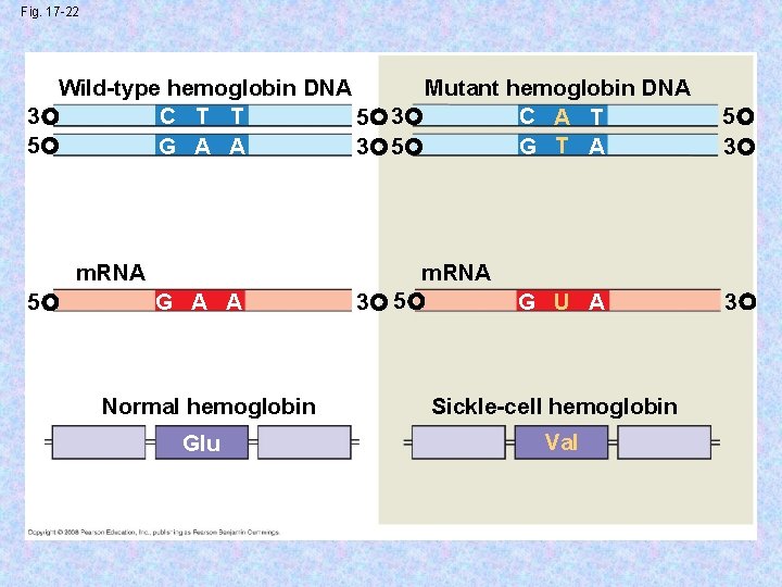 Fig. 17 -22 Wild-type hemoglobin DNA Mutant hemoglobin DNA C T T C A