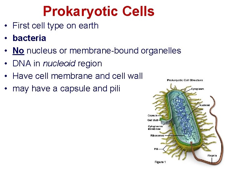 Prokaryotic Cells • • • First cell type on earth bacteria No nucleus or