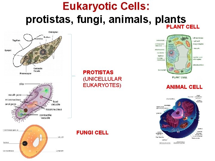 Eukaryotic Cells: protistas, fungi, animals, plants PLANT CELL PROTISTAS (UNICELLULAR EUKARYOTES) FUNGI CELL ANIMAL