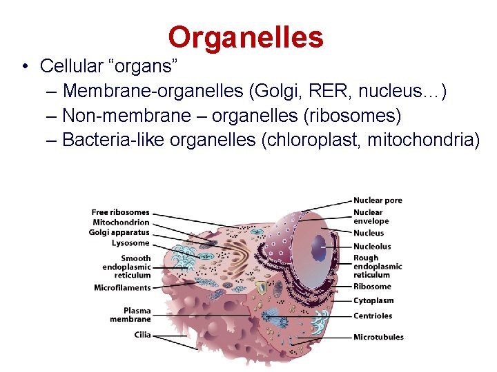 Organelles • Cellular “organs” – Membrane-organelles (Golgi, RER, nucleus…) – Non-membrane – organelles (ribosomes)
