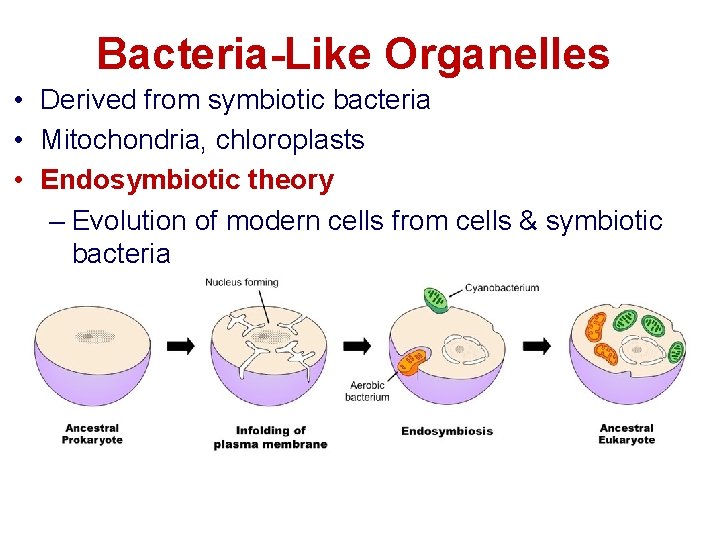 Bacteria-Like Organelles • Derived from symbiotic bacteria • Mitochondria, chloroplasts • Endosymbiotic theory –