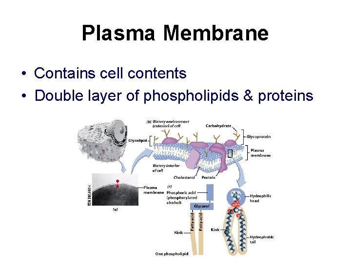 Plasma Membrane • Contains cell contents • Double layer of phospholipids & proteins 