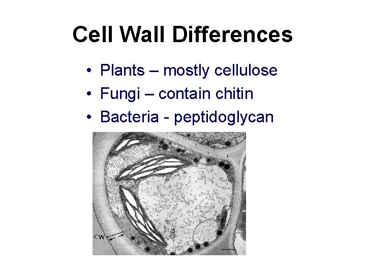 Cell Wall Differences • Plants – mostly cellulose • Fungi – contain chitin •