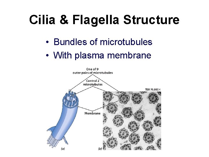 Cilia & Flagella Structure • Bundles of microtubules • With plasma membrane 