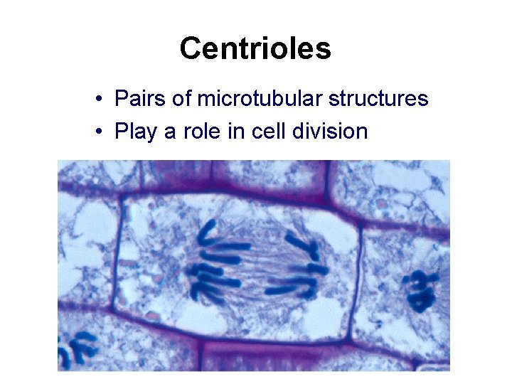 Centrioles • Pairs of microtubular structures • Play a role in cell division 