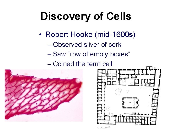 Discovery of Cells • Robert Hooke (mid-1600 s) – Observed sliver of cork –