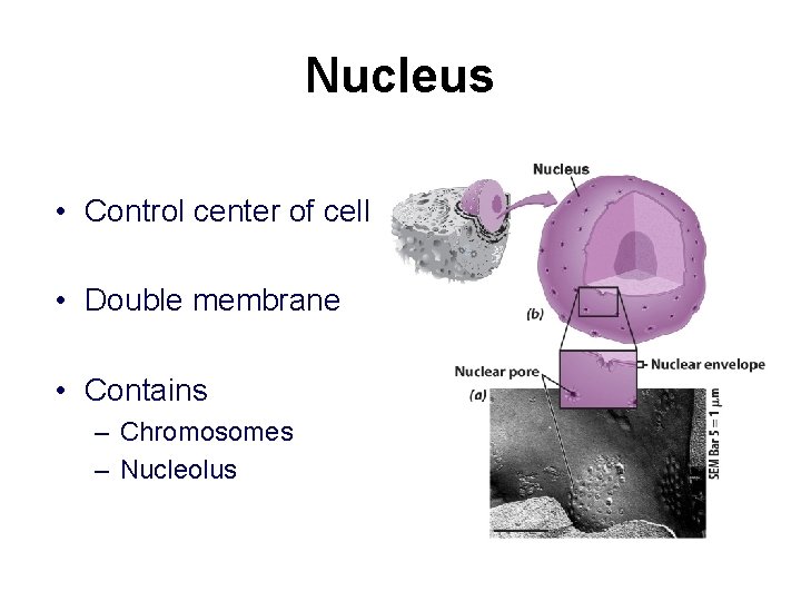 Nucleus • Control center of cell • Double membrane • Contains – Chromosomes –