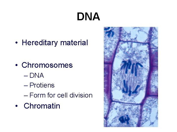 DNA • Hereditary material • Chromosomes – DNA – Protiens – Form for cell