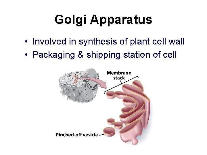 Golgi Apparatus • Involved in synthesis of plant cell wall • Packaging & shipping